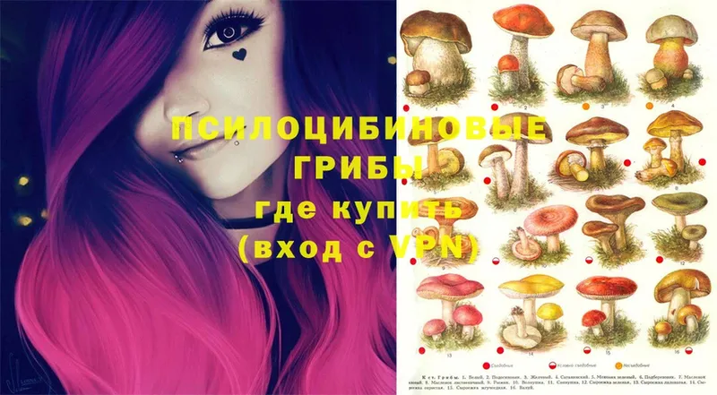 Галлюциногенные грибы Psilocybine cubensis  купить   Багратионовск 